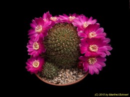 Sulcorebutia callichroma v. longispina HS78a 2188